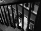 Shadow of a Doubt (1943)Teresa Wright, camera above and stairs
